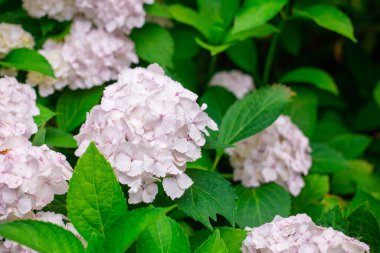 Güneşli bir günde çiçekler açar. Çiçekli hortensiya bitkisi. Beyaz ortanca macrophylla baharda ve yazın bir bahçede çiçek açar. Web pankartı