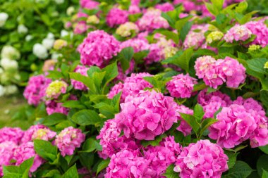 Güneşli bir günde çiçekler açar. Çiçekli hortensiya bitkisi. Pembe ve beyaz ortanca macrophylla İlkbahar ve yaz bir bahçede çiçek açar.