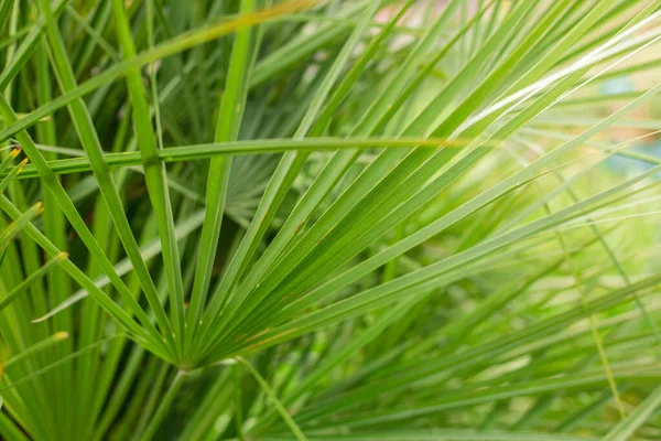 Tropische Palmbladeren Tuin Groene Bladeren Van Tropische Bosplanten Voor Natuurpatroon — Stockfoto