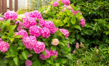 Güneşli bir günde çiçekler açar. Çiçekli hortensiya bitkisi. Pembe Hydrangea makrophylla İlkbaharda ve yazın bir bahçede açar.