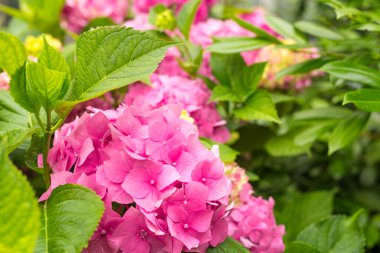 Güneşli bir günde çiçekler açar. Çiçekli hortensiya bitkisi. Pembe Hydrangea makrophylla İlkbaharda ve yazın bir bahçede açar.