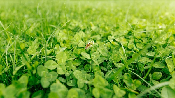 Lucky Irish Four Leaf Clover Field Patricks Day Detailní Záběr — Stock fotografie