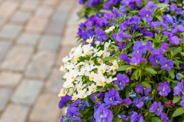 Viola üç renkli var. Hortensis Short çiçeği Lance koyu yeşil yapraklar yapraklar yapraklar yapraklar, çiçek açan güzel gözler. İki renk çiçeğin arkaplanı