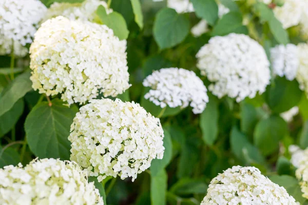 Цветы Цветут Солнечный День Цветущая Гортензия Белая Hydrangea Macrophylla Цветет — стоковое фото