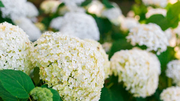 Цветы Цветут Солнечный День Цветущая Гортензия Белая Hydrangea Macrophylla Цветет — стоковое фото