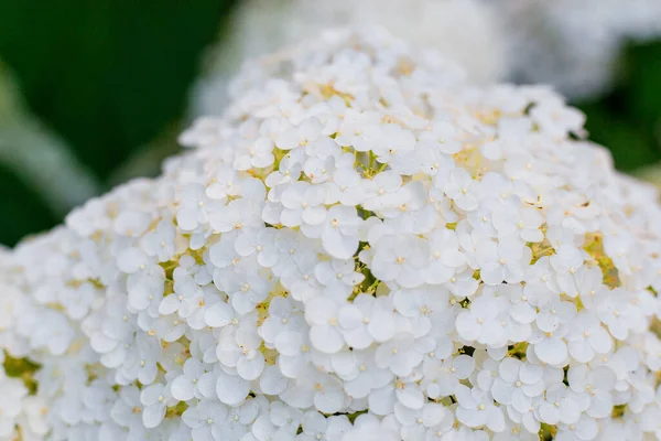 Witte Hortensia Bloem Met Solf Licht Web Banner Natuur Achtergrond — Stockfoto