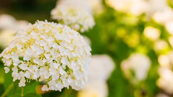 Květiny Kvetou Slunečného Dne Rostlina Kvetoucí Hortensie Bílá Hortenzie Makrofyla — Stock fotografie