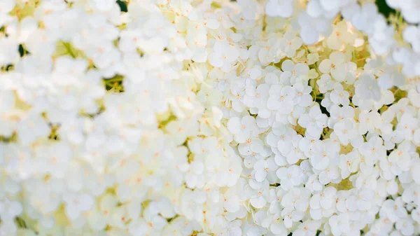 Flor Hortensia Blanca Con Luz Solf Banner Web Fondo Naturaleza —  Fotos de Stock