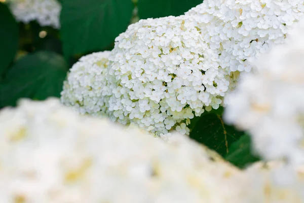 Květiny Kvetou Slunečného Dne Rostlina Kvetoucí Hortensie Bílá Hortenzie Makrofyla — Stock fotografie