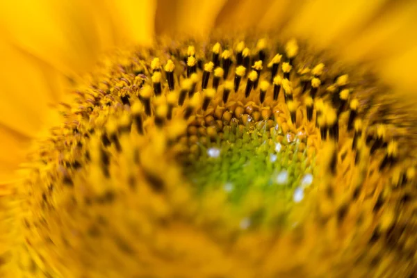 Close Girassol Bonito Fundo Abstrato Macrofotografia — Fotografia de Stock