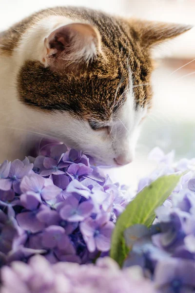 Gato con planta de hortensia de floración. Gatito oliendo ramo en una olla en una habitación, la vida doméstica —  Fotos de Stock