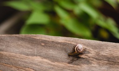 Helix pomatia, doğadaki küçük salyangoz hayvan yaşamı. Seçici odak.