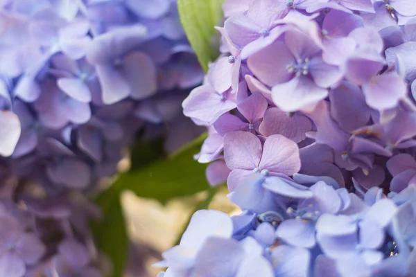 Fleur Hortensia Violette Avec Lumière Solvant Bannière Web Arrière Plan — Photo