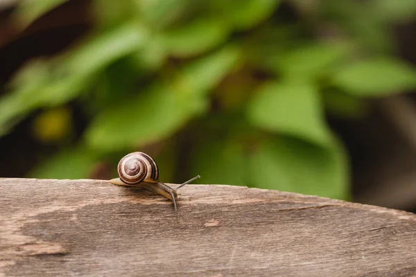 花园小蜗牛 自然界中的小动物生命 有选择的重点 — 图库照片