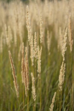 Yumuşak bitkilerin soyut doğal arkaplanı Cortaderia selloana. Pampas otları bulanık bir bokeh, kuru sazlıklar boho stili. Sonbaharda uzun otların kabarık kökleri
