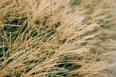 Yumuşak bitkilerin soyut doğal arkaplanı Cortaderia selloana. Pampas otları bulanık bir bokeh, kuru sazlıklar boho stili. Sonbaharda uzun otların kabarık kökleri