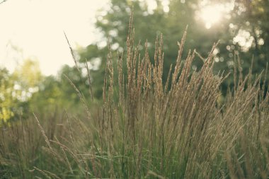 Uzun otlar rüzgarda sallanıyor. Yumuşak bitkilerin soyut doğal arka planı. Pampas otu bulanık bir bokeh, kuru sazlıklar boho stili.