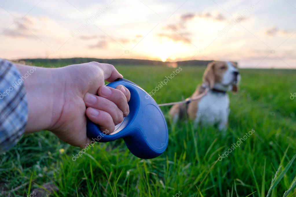 man's hand with a dog leash roulette and Beagle during an evening walk at sunset in the meadow