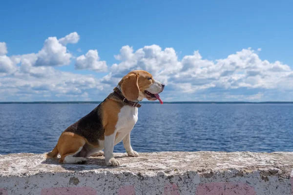 beautiful portrait of a beagle dog on a blue sky background and white cumulus clouds on the shore of a deep river