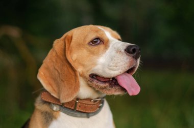 Köpek portre Beagle orman günbatımı de akşam arka plan üzerinde yeşil çim