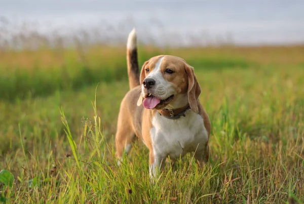 Retrato Cão Beagle Grama Verde Fundo Floresta Noite Pôr Sol — Fotografia de Stock