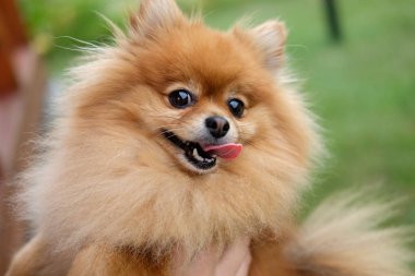 Pomeranian köpek evin yanında bir yeşil çim yürür