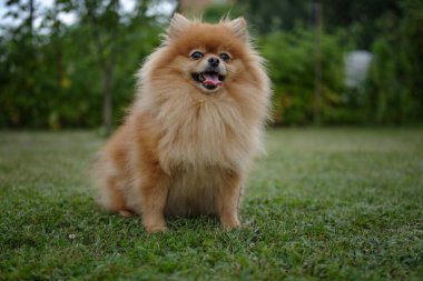 Pomeranian köpek evin yanında bir yeşil çim yürür