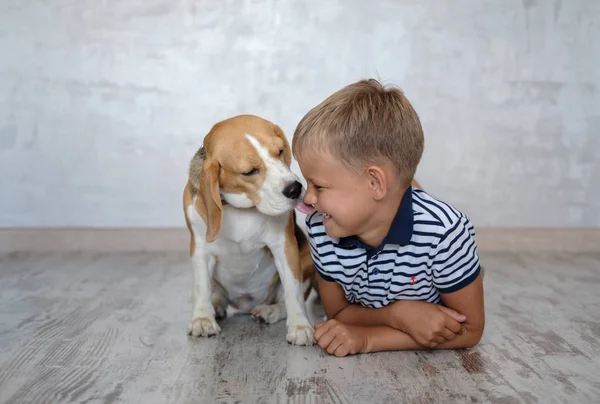 Cute European Boy Beagle Dog Playing Floor Room — Stock Photo, Image