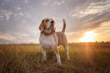 Beagle köpek sabahın erken saatlerinde yürürken şafak