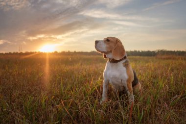 Beagle köpek sabahın erken saatlerinde yürürken şafak