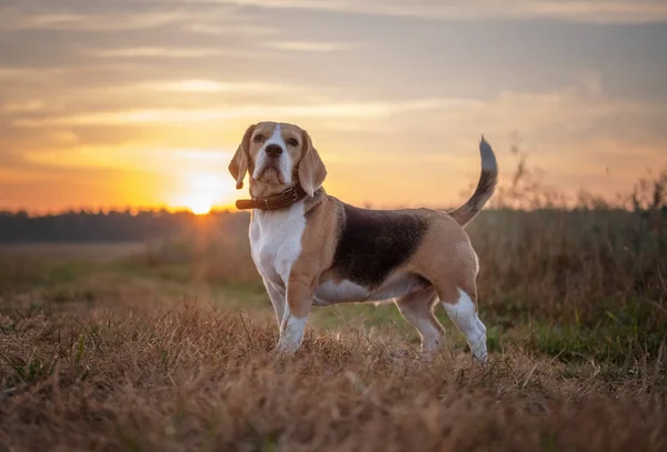 Beaglehund Tidigt Morgonen Gryningen Medan Promenader — Stockfoto