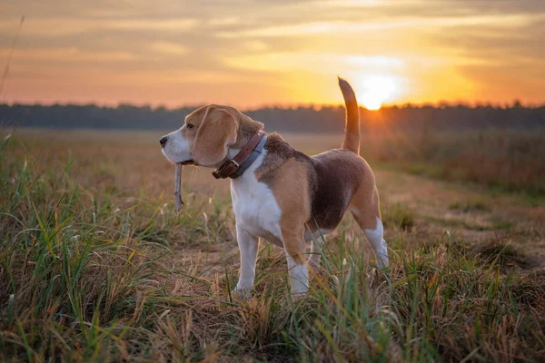 Beagle Perro Temprano Mañana Amanecer Mientras Camina —  Fotos de Stock