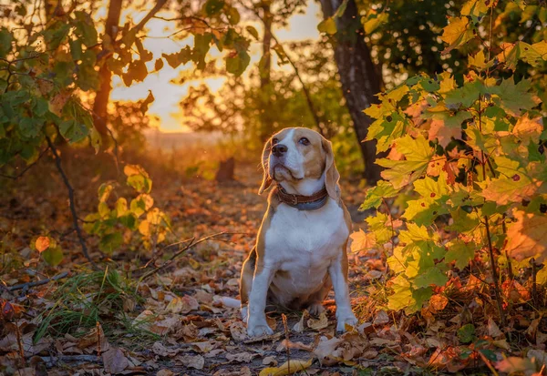 Beagle köpek de akşam günbatımı güzel bir sonbahar Park içinde