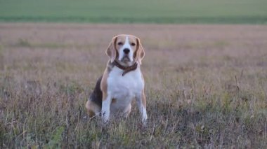 Sonbahar akşam günbatımında bir çayırda oturan beagle köpek