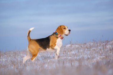 karla kaplı bir alanda bir güneşli kış gününde bir yolda bir Beagle köpek portresi