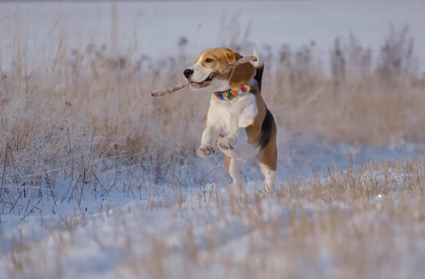 Beagle Hund Rennt Und Spielt Einem Sonnigen Frostigen Tag Winterwald — Stockfoto