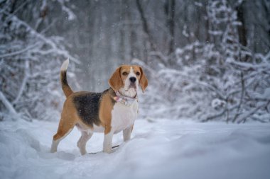 Beagle köpek çalışır ve kışın güzel bir masal karla kaplı Park içinde çalış