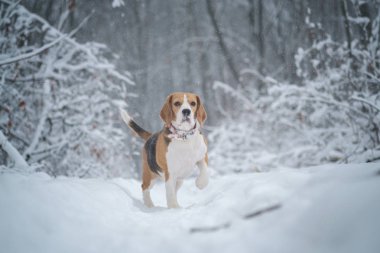 Beagle köpek çalışır ve kışın güzel bir masal karla kaplı Park içinde çalış