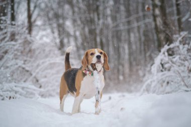 Beagle köpek çalışır ve kışın güzel bir masal karla kaplı Park içinde çalış