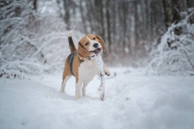 Beagle köpek çalışır ve kışın güzel bir masal karla kaplı Park içinde çalış