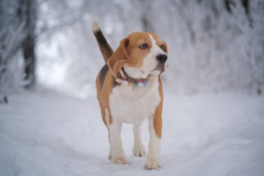 yoğun kar yağışı sonra kış parkta yürümek üstünde a Beagle köpek portresi