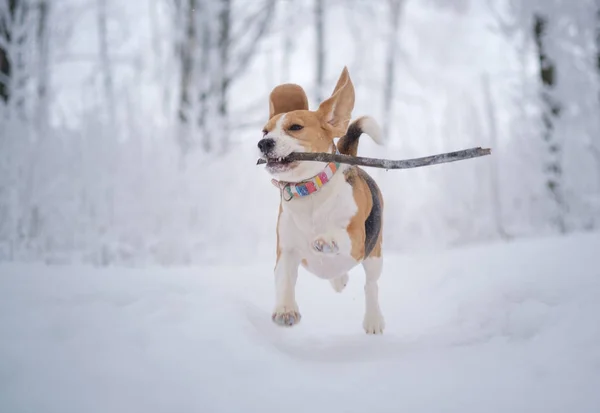 Beagle Hund Rennt Und Spielt Winter Einem Märchenhaft Verschneiten Park — Stockfoto