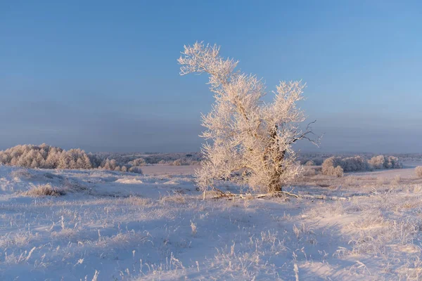 Wunderschöne Winterlandschaft Einsam Schneebedeckter Baum Auf Einem Feld Einem Sonnigen — Stockfoto