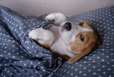 battaniyenin altında yastık üzerinde paws kadar yatakta yatıyordu komik Beagle köpek doğurmak