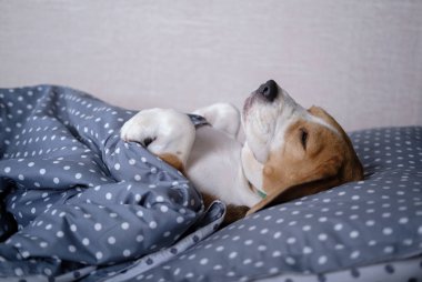 battaniyenin altında yastık üzerinde paws kadar yatakta yatıyordu komik Beagle köpek doğurmak