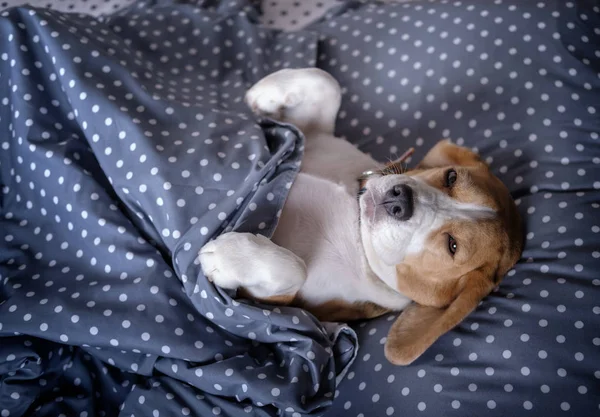 dog breed Beagle funny lying on the bed paws up on the pillow under the blanket