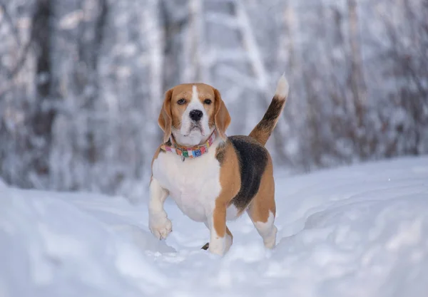 Cão Beagle Corre Joga Belo Parque Coberto Neve Conto Fadas — Fotografia de Stock