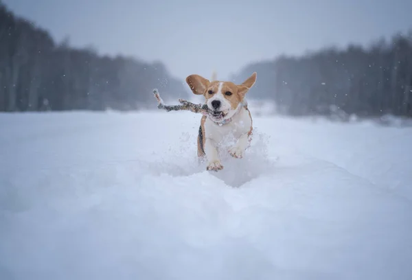 Beagle Hund Rennt Und Spielt Winter Einem Märchenhaft Verschneiten Park — Stockfoto