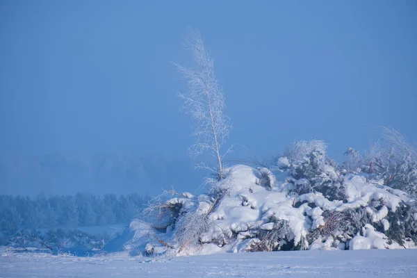 Bela Paisagem Inverno Com Árvores Cobertas Neve Nevoeiro Dia Ensolarado — Fotografia de Stock