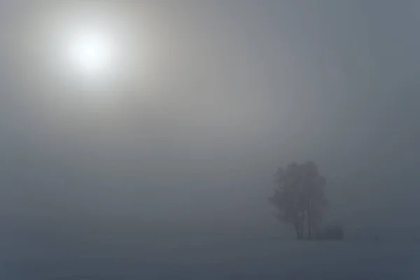 Hermoso Paisaje Invierno Con Árboles Cubiertos Nieve Niebla Día Soleado — Foto de Stock